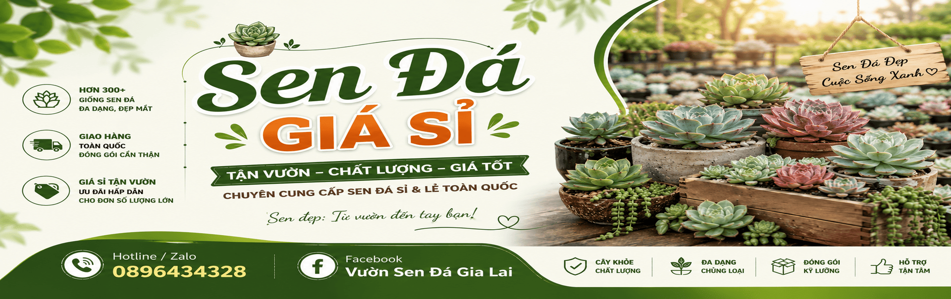sen đá giá sỉ- vườn sen đá gia lai