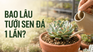 Bao Lâu Tưới Sen Đá 1 Lần? Cách Tưới Đúng, Không Bị Úng