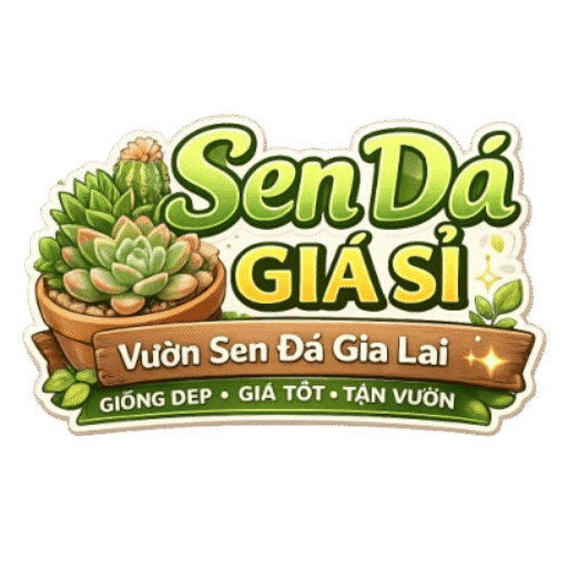 Sen Đá Giá Sỉ – Vườn Sen Đá Gia Lai | Cung Cấp Sỉ & Lẻ Toàn Quốc