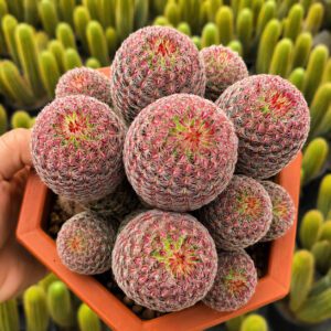 Xương Rồng Cầu Vồng Bụi – Gai Hồng Ruby Rực Rỡ, Dáng Cây Độc Đáo