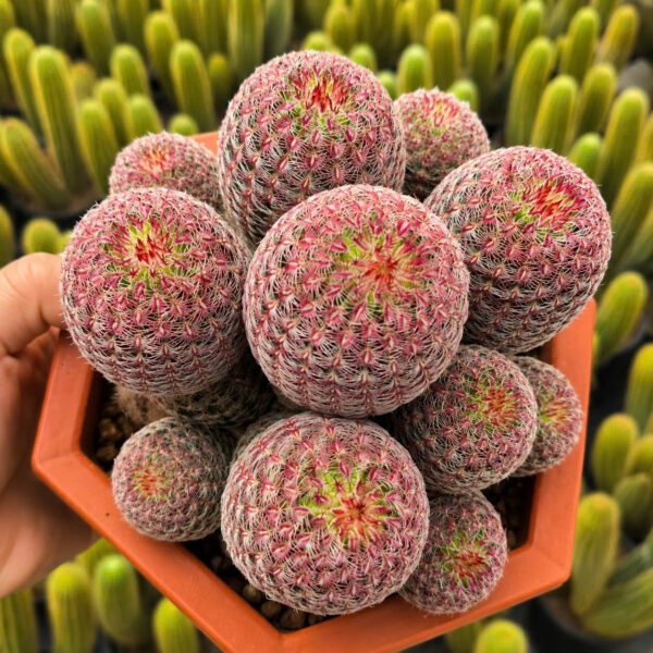 Xương Rồng Cầu Vồng Bụi – Gai Hồng Ruby Rực Rỡ, Dáng Cây Độc Đáo