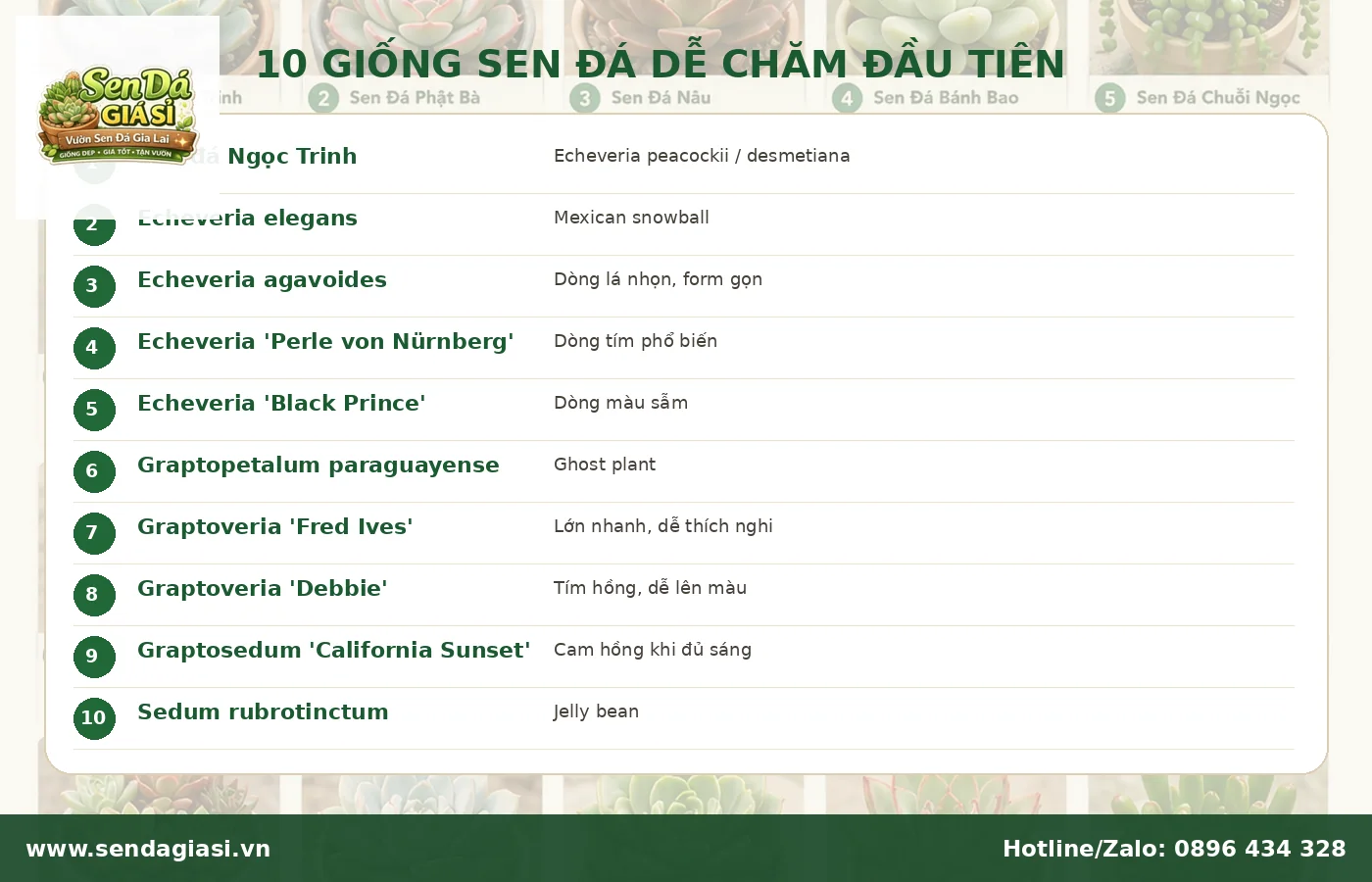 Mười loại sen đá dễ chăm cho người mới phần một