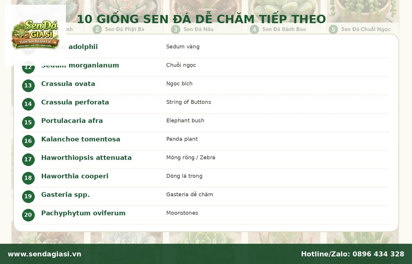 Mười loại sen đá dễ chăm cho người mới phần hai