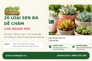 20 Loại Sen Đá Dễ Chăm Cho Người Mới