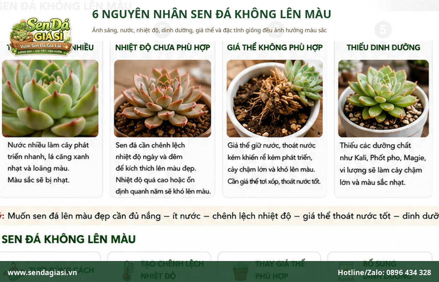 Sáu nguyên nhân thường gặp khiến sen đá không lên màu