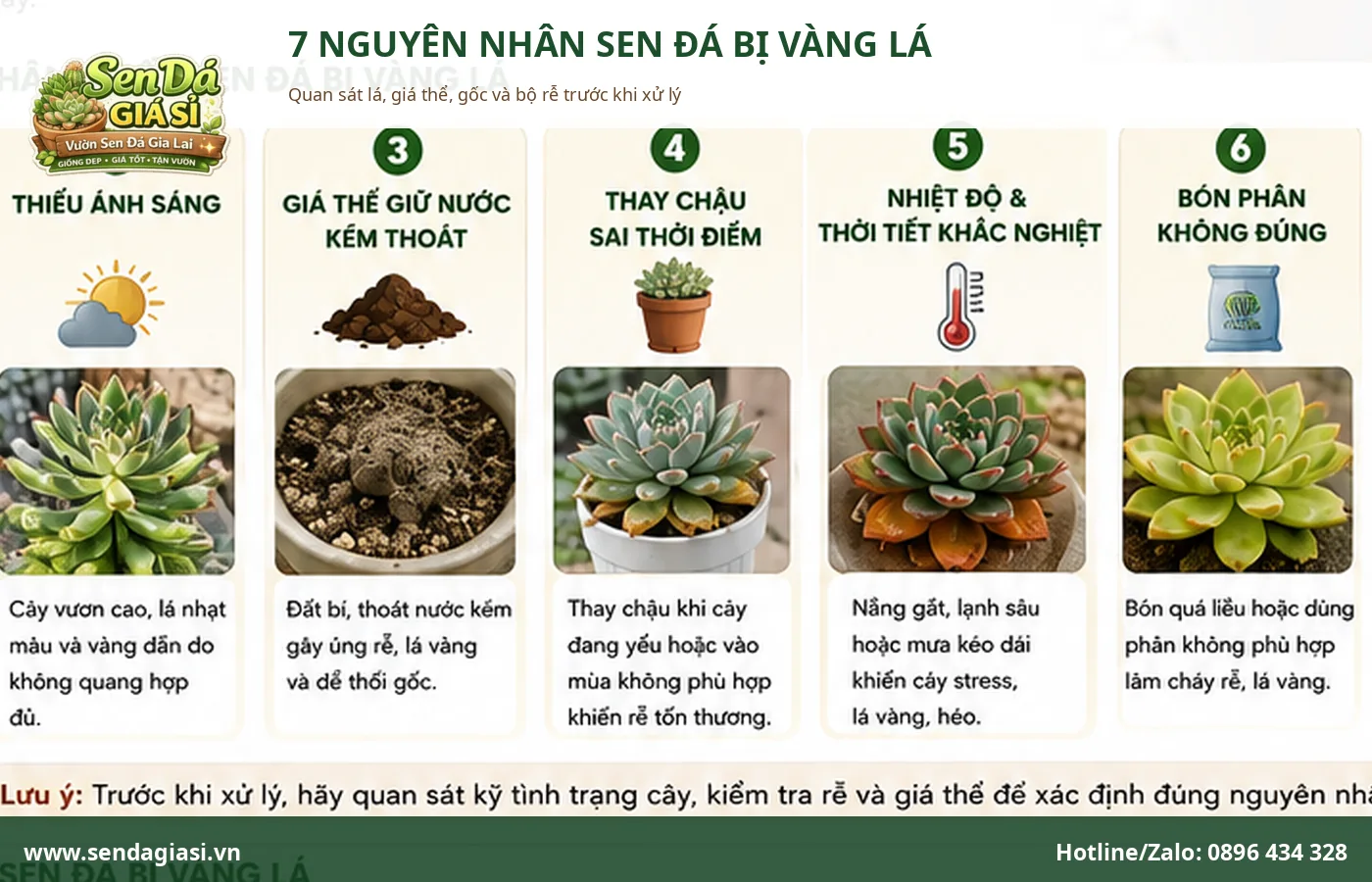 Bảy nguyên nhân thường gặp khiến sen đá bị vàng lá