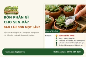 Bón Phân Gì Cho Sen Đá? Bao Lâu Bón Một Lần?