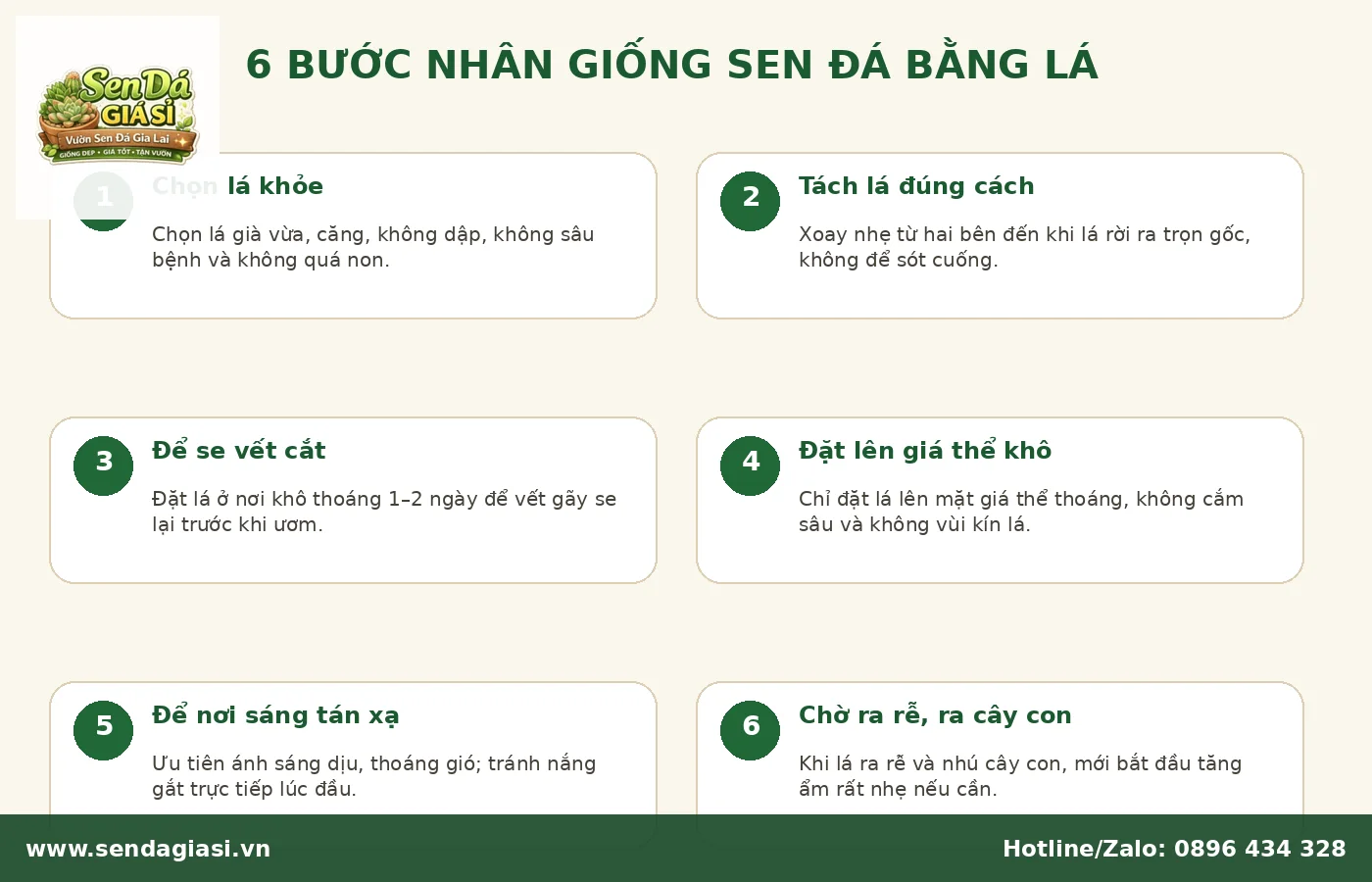 Các bước nhân giống sen đá bằng lá đúng cách