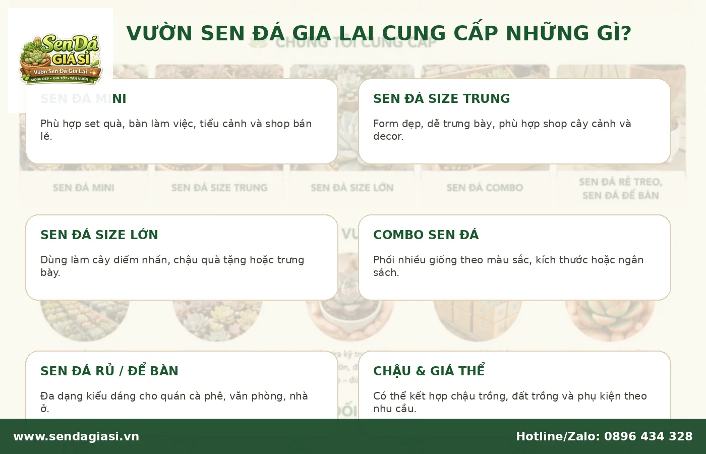 Các dòng sen đá giá sỉ tại Vườn Sen Đá Gia Lai