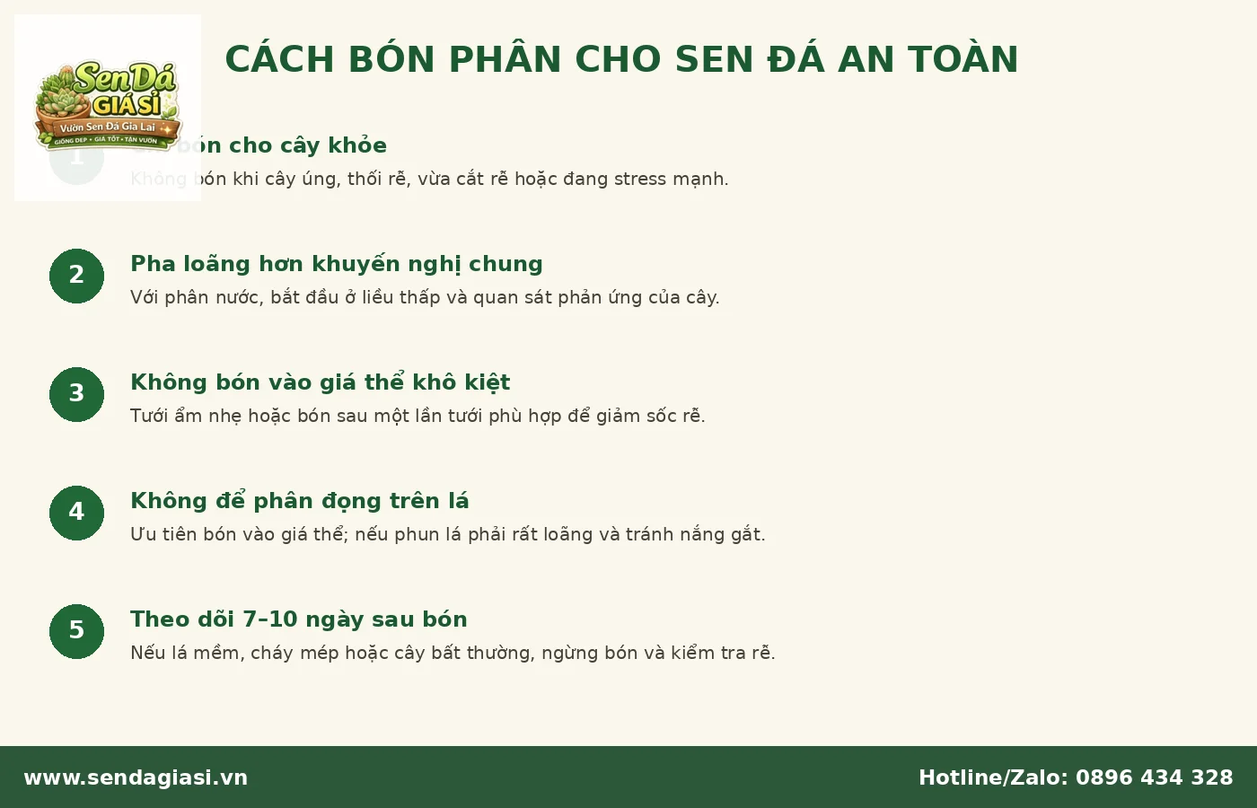 Cách bón phân cho sen đá an toàn tránh cháy rễ và dư dinh dưỡng