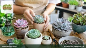 Cách Chăm Sen Đá Cho Người Mới Từ A–Z: Hướng Dẫn Chi Tiết Để Cây Khỏe, Lên Màu Đẹp