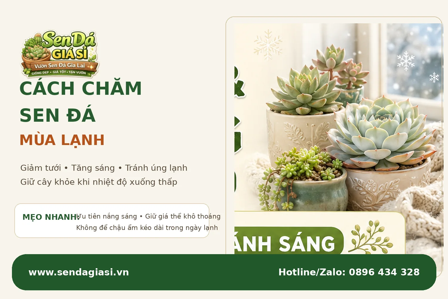 Cách chăm sen đá mùa lạnh giúp cây khỏe và hạn chế úng trong thời tiết lạnh