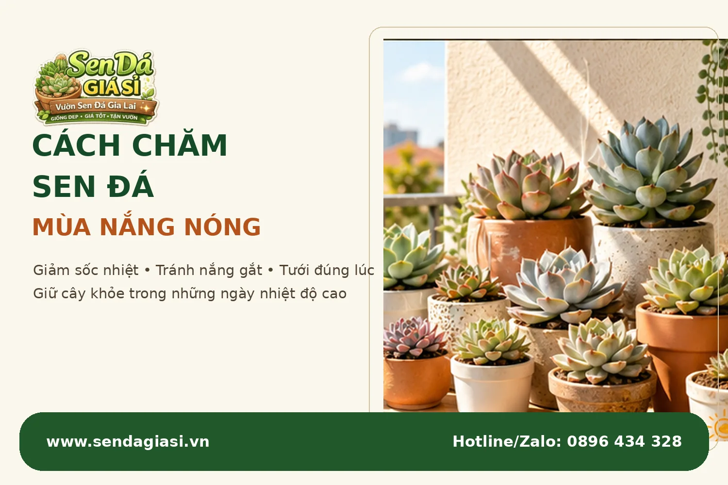 Cách chăm sen đá mùa nắng nóng giúp cây khỏe và hạn chế stress nhiệt