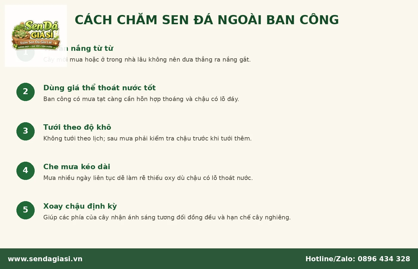 Cách chăm sen đá ngoài ban công tránh cháy nắng và úng rễ