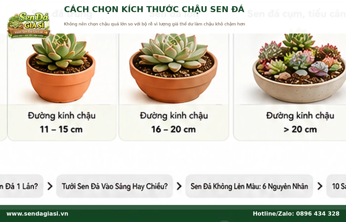 Cách chọn kích thước chậu phù hợp với sen đá và bộ rễ