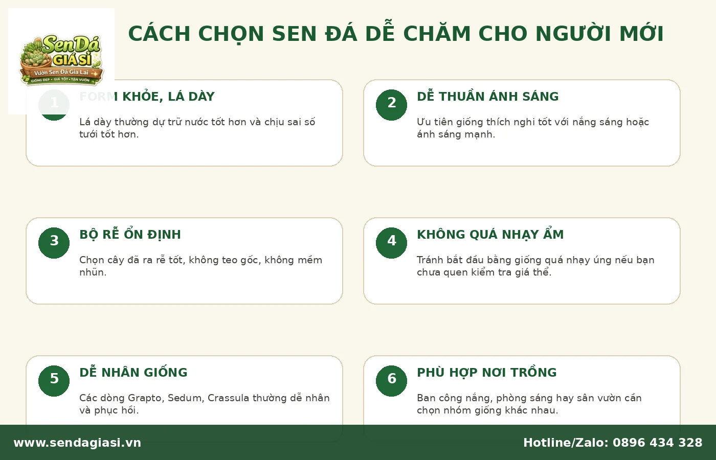 Cách chọn sen đá dễ chăm phù hợp cho người mới