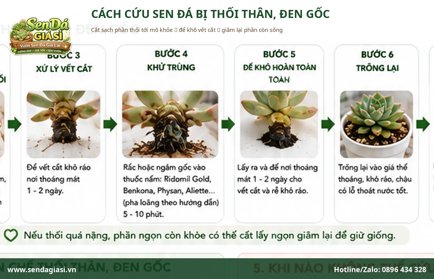 Cách cứu sen đá bị thối thân đen gốc bằng cách cắt bỏ phần hư và giâm lại
