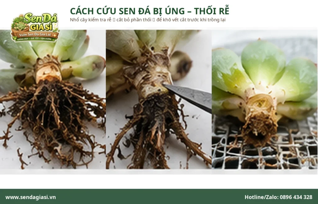 Sen Đá Bị Úng Nước: Dấu Hiệu Và Cách Cứu Cây Kịp Thời