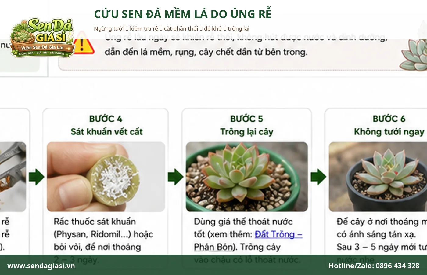 Cách cứu sen đá mềm lá do úng rễ bằng cách kiểm tra và cắt bỏ phần thối