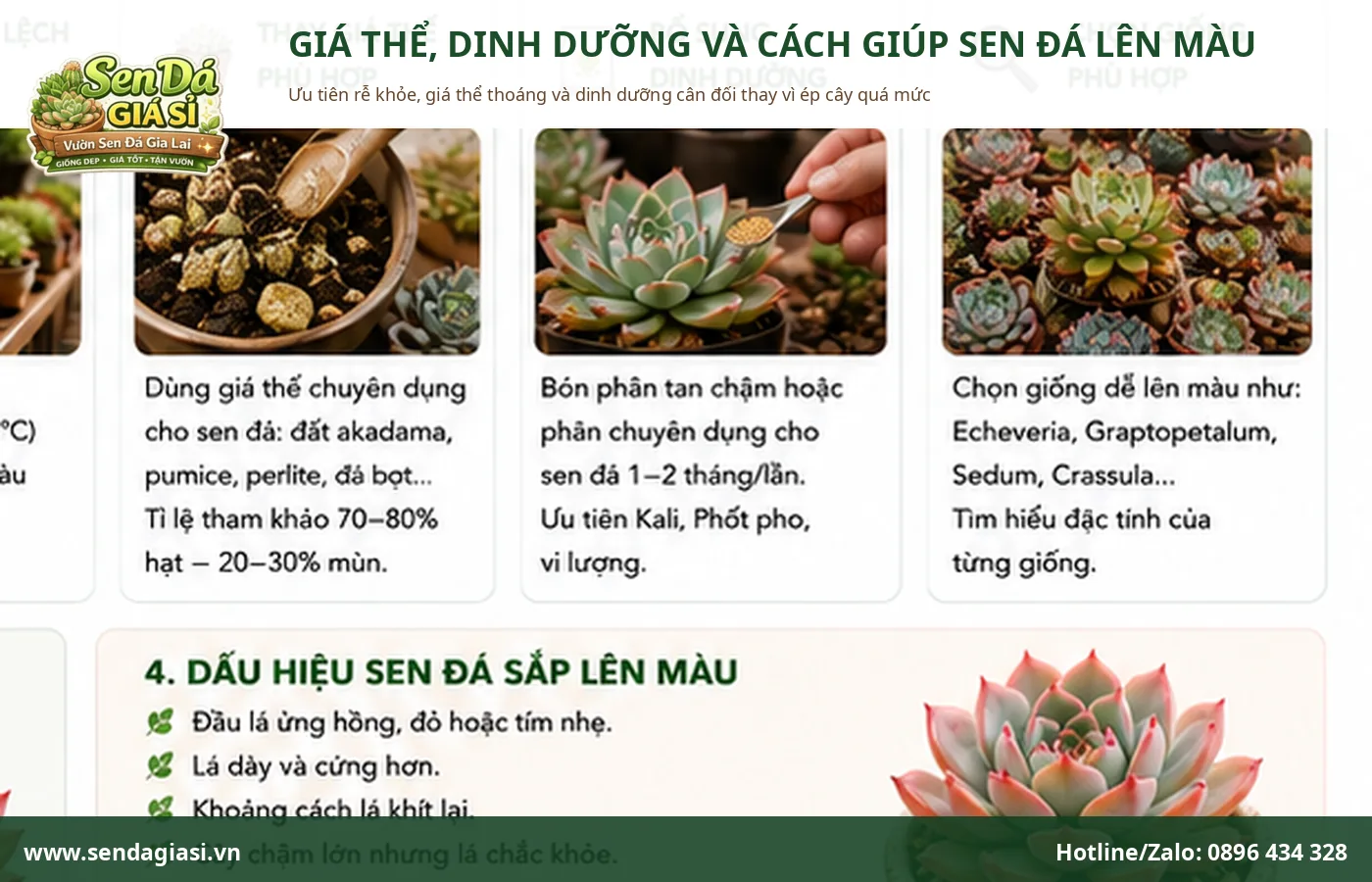 Cách giúp sen đá lên màu đẹp bằng ánh sáng giá thể và chăm sóc phù hợp