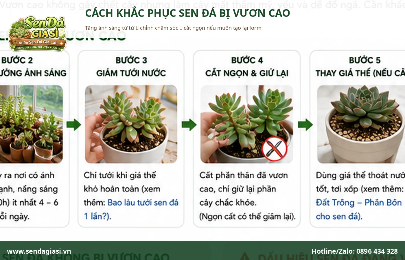 Cách khắc phục sen đá bị vươn cao bằng tăng ánh sáng và cắt ngọn tạo lại form