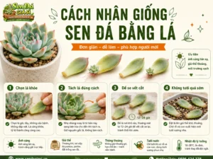 Cách Nhân Giống Sen Đá Bằng Lá