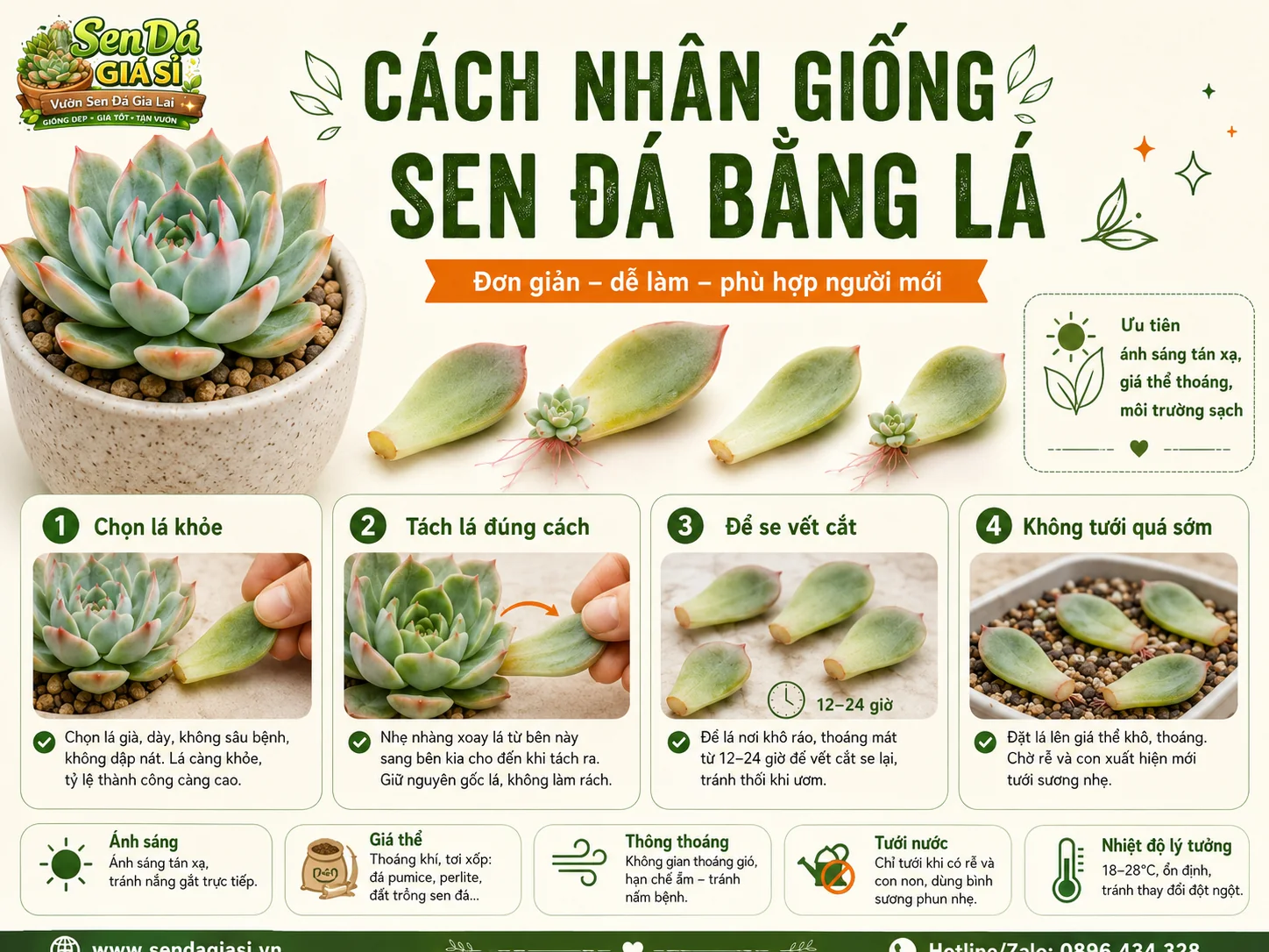 Cách nhân giống sen đá bằng lá cho người mới bắt đầu
