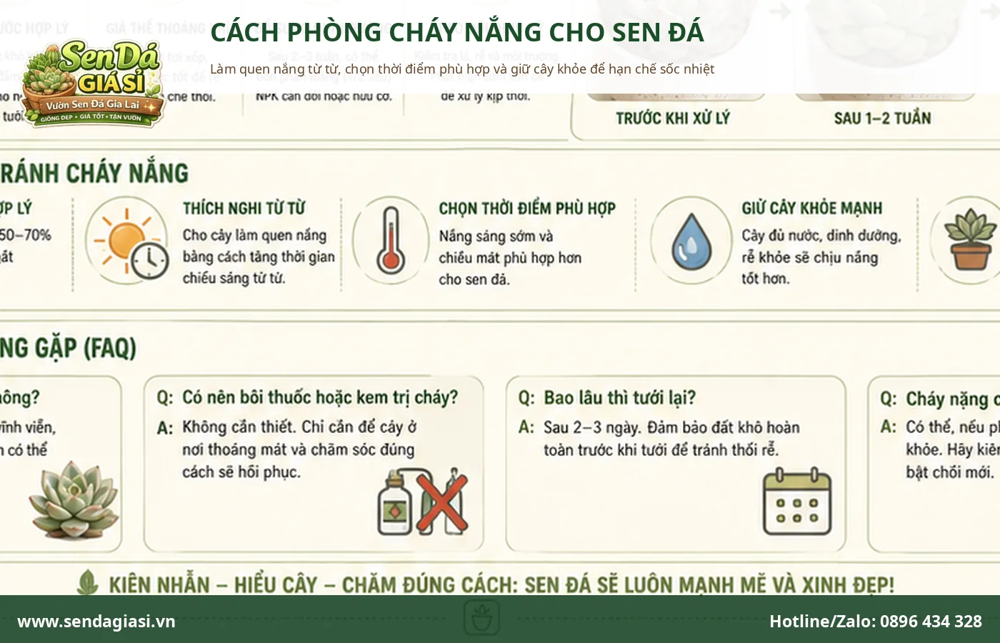 Cách phòng cháy nắng cho sen đá bằng làm quen nắng từ từ và chăm sóc đúng