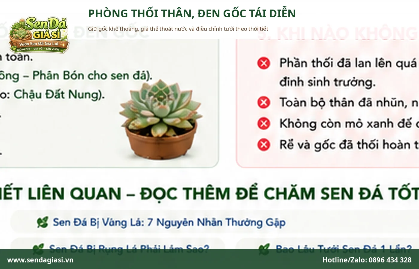 Cách phòng sen đá bị thối thân đen gốc bằng giá thể thoáng và tưới đúng