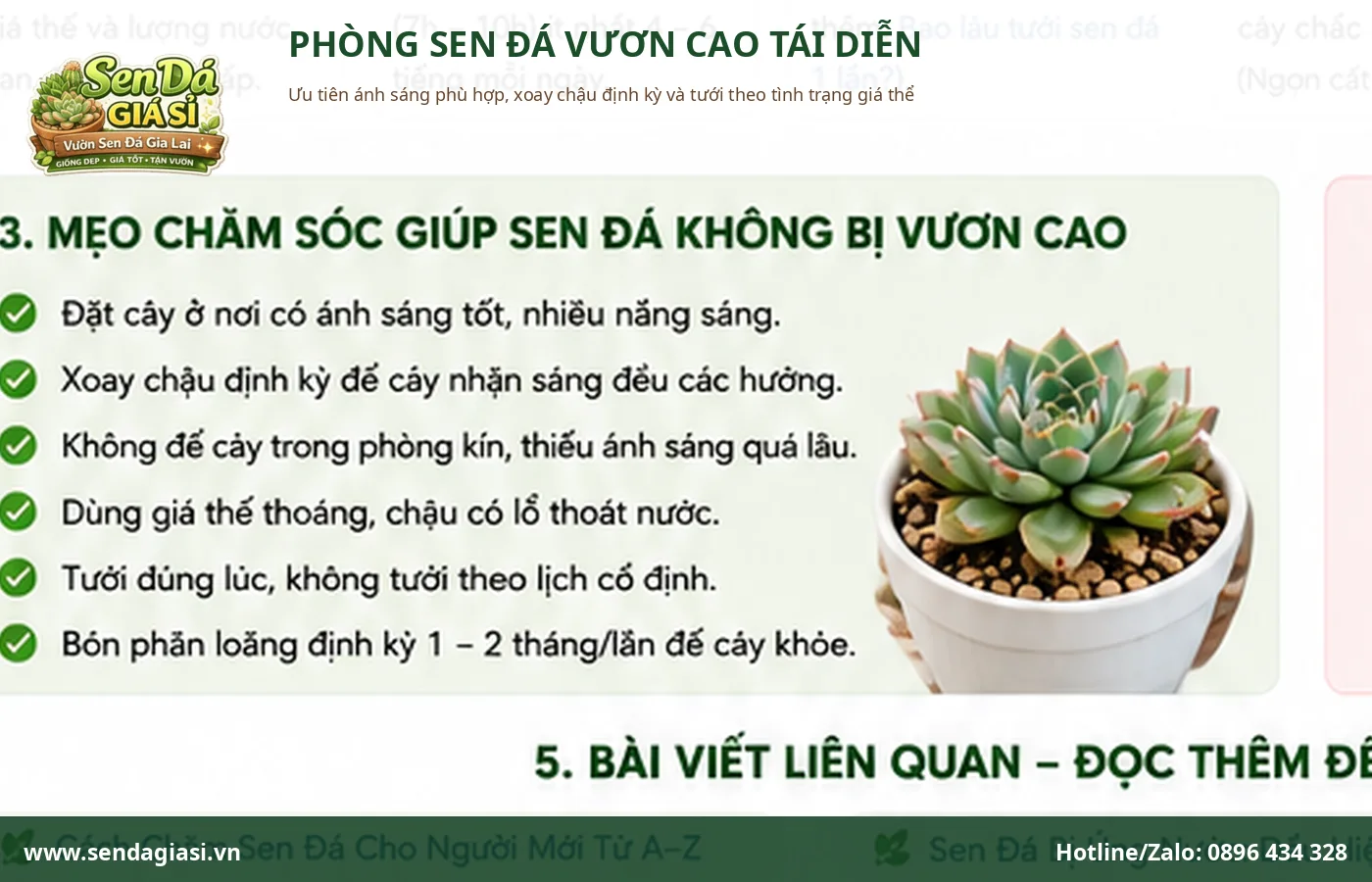Cách phòng sen đá bị vươn cao bằng ánh sáng phù hợp và chăm sóc đúng