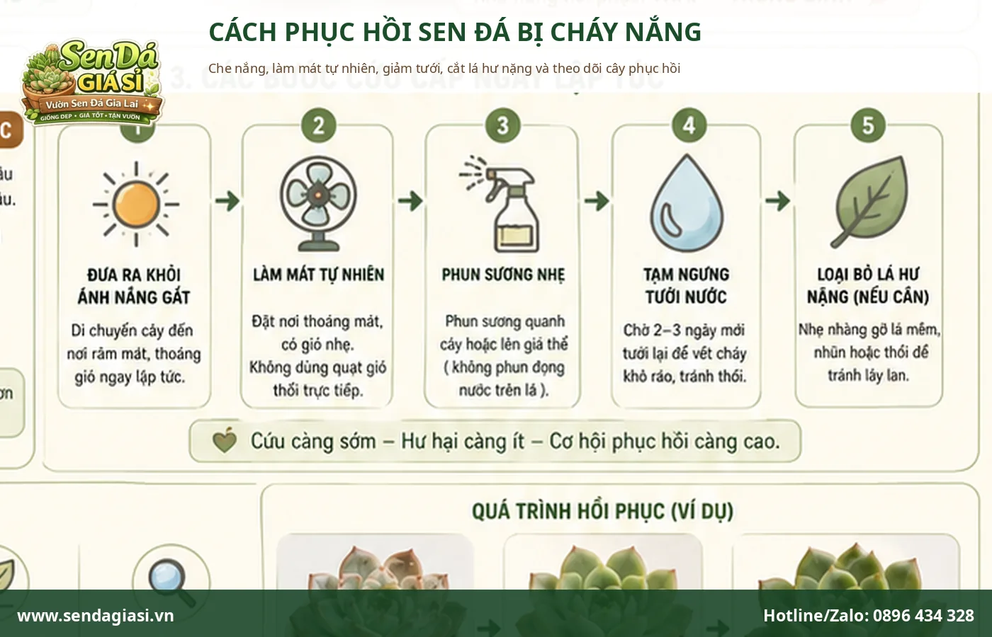 Cách phục hồi sen đá bị cháy nắng từng bước