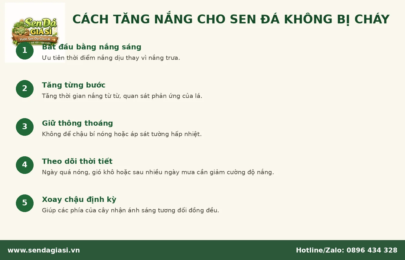 Cách tăng nắng cho sen đá từ từ để cây không bị cháy nắng