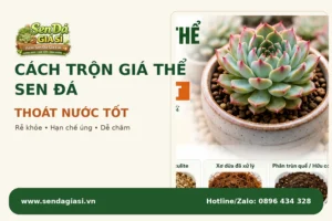 Cách Trộn Giá Thể Sen Đá Thoát Nước Tốt