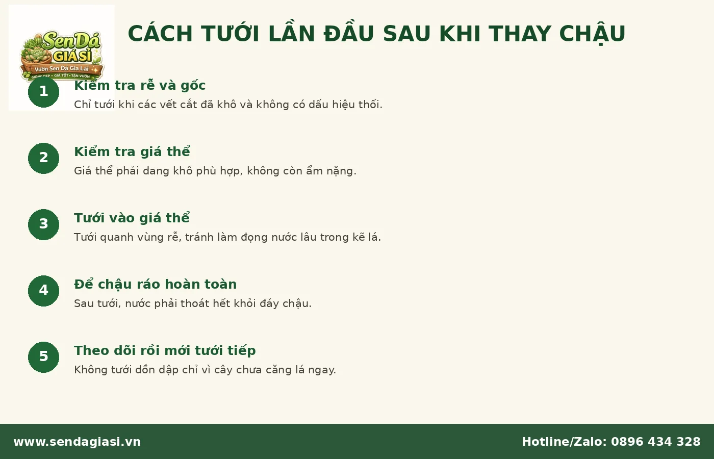 Cách tưới lần đầu cho sen đá sau khi thay chậu đúng cách