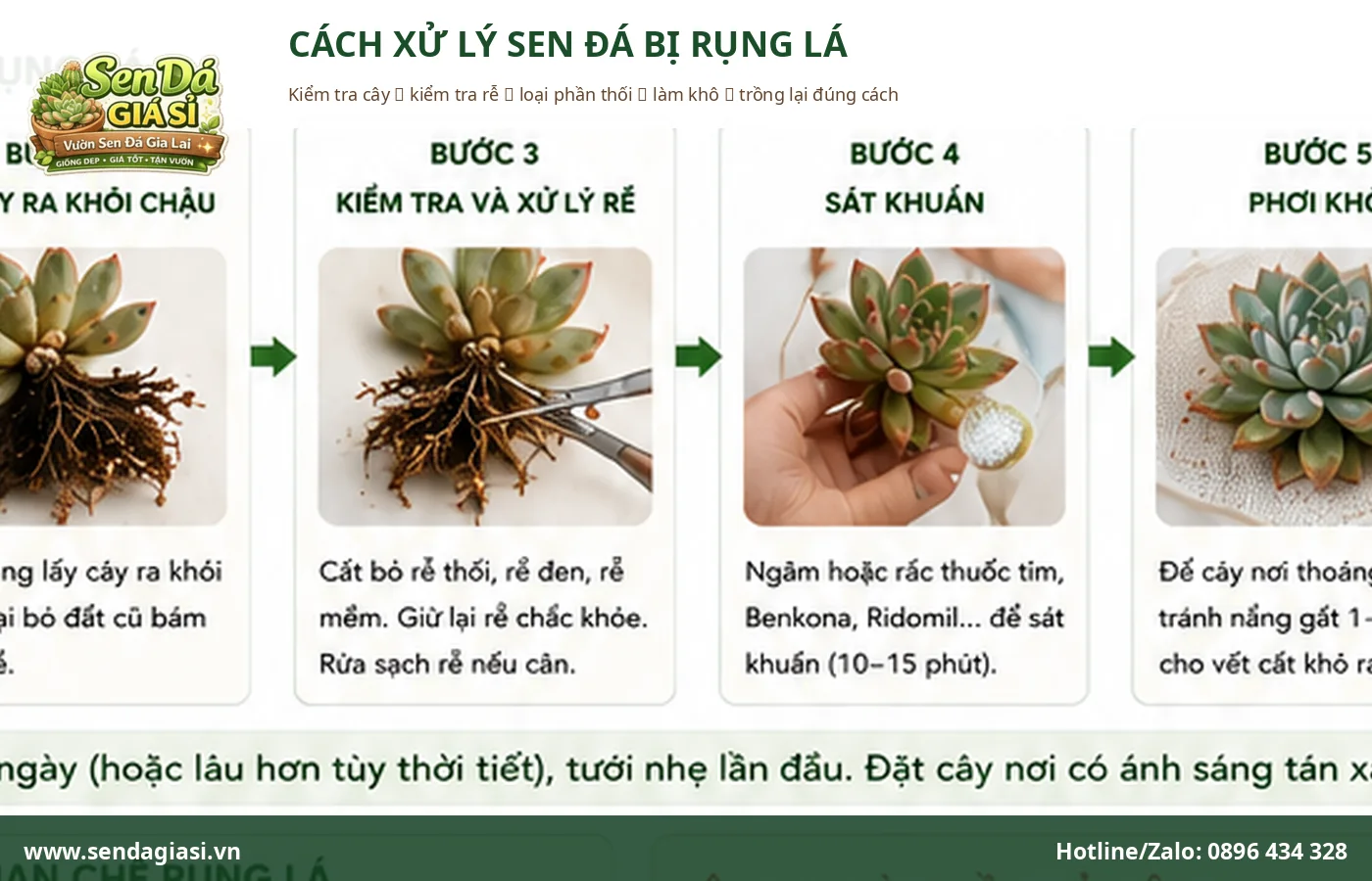 Cách xử lý sen đá bị rụng lá bằng cách kiểm tra rễ và giá thể