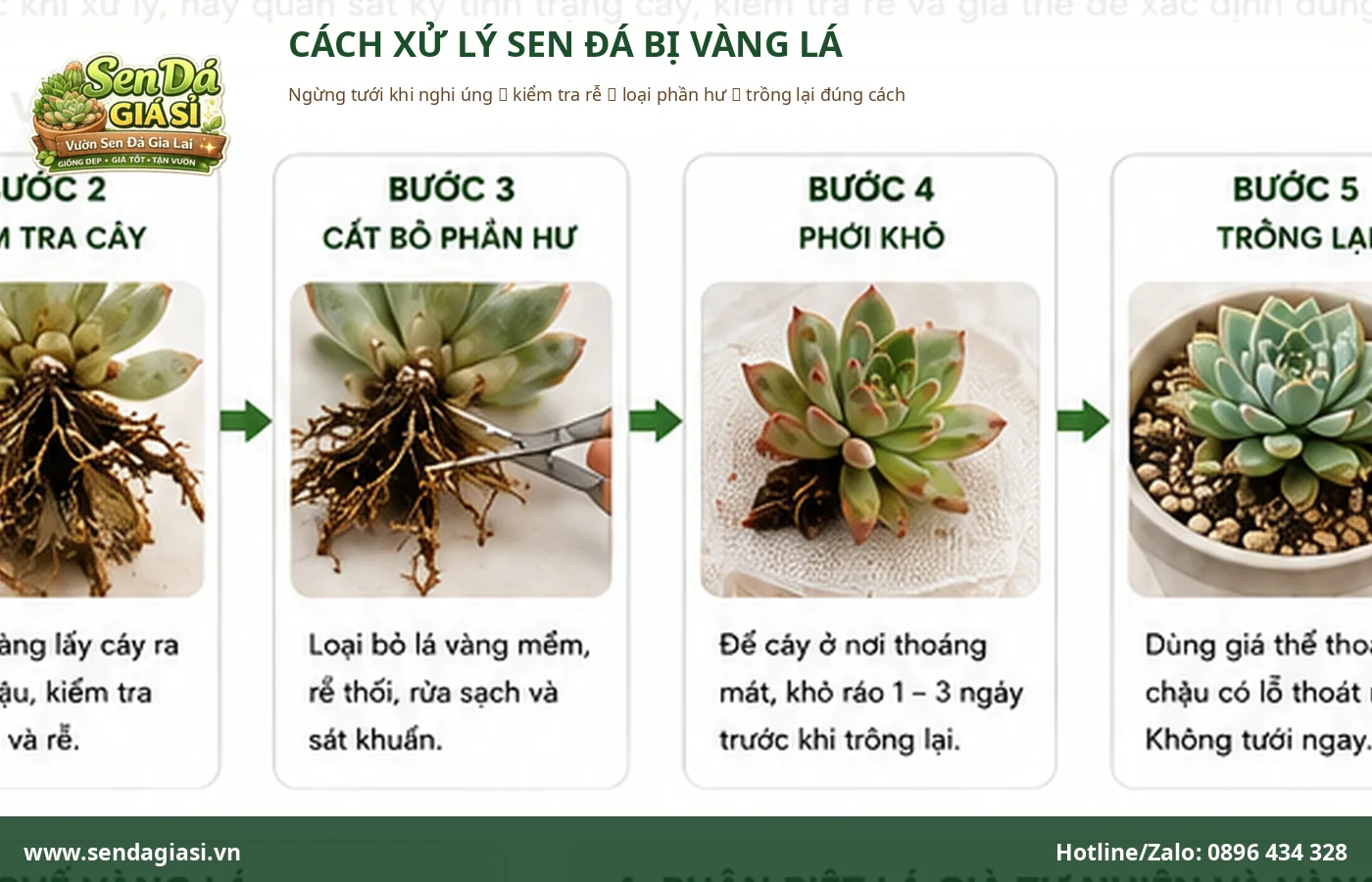 Cách xử lý sen đá bị vàng lá bằng cách kiểm tra nước giá thể và bộ rễ