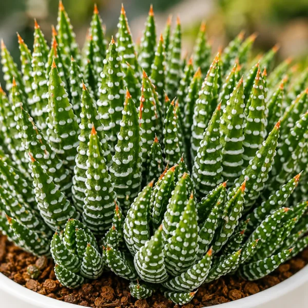 Sen Đá Móng Rồng Cúp (Haworthia Fasciata) – Cây Để Bàn Dễ Chăm