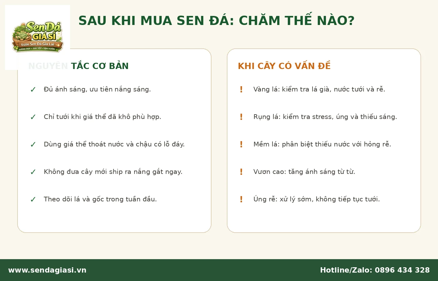 Cách chăm cây sau khi mua tại Vườn Sen Đá Gia Lai