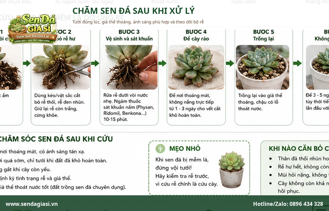 Chăm sóc sen đá sau khi bị mềm lá để cây phục hồi khỏe mạnh