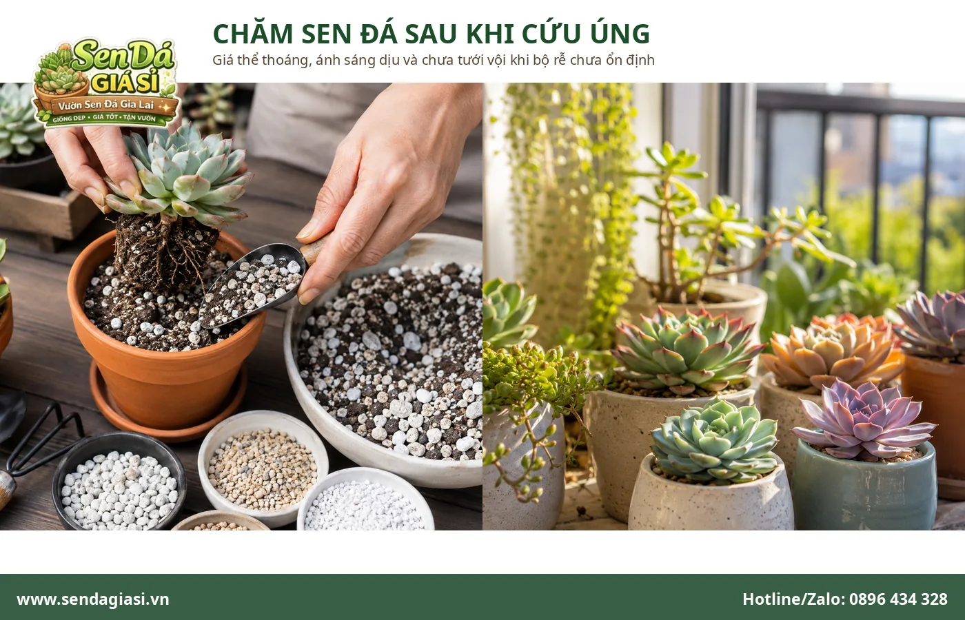 Chăm sóc sen đá sau khi cứu úng bằng giá thể thoáng và ánh sáng phù hợp
