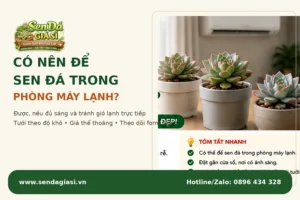 Có Nên Để Sen Đá Trong Phòng Máy Lạnh?