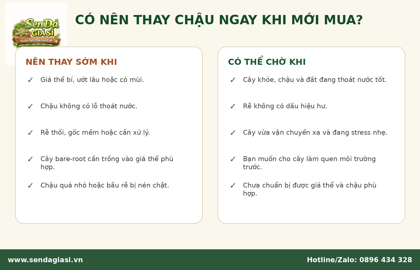 Có nên thay chậu ngay khi mới mua sen đá về
