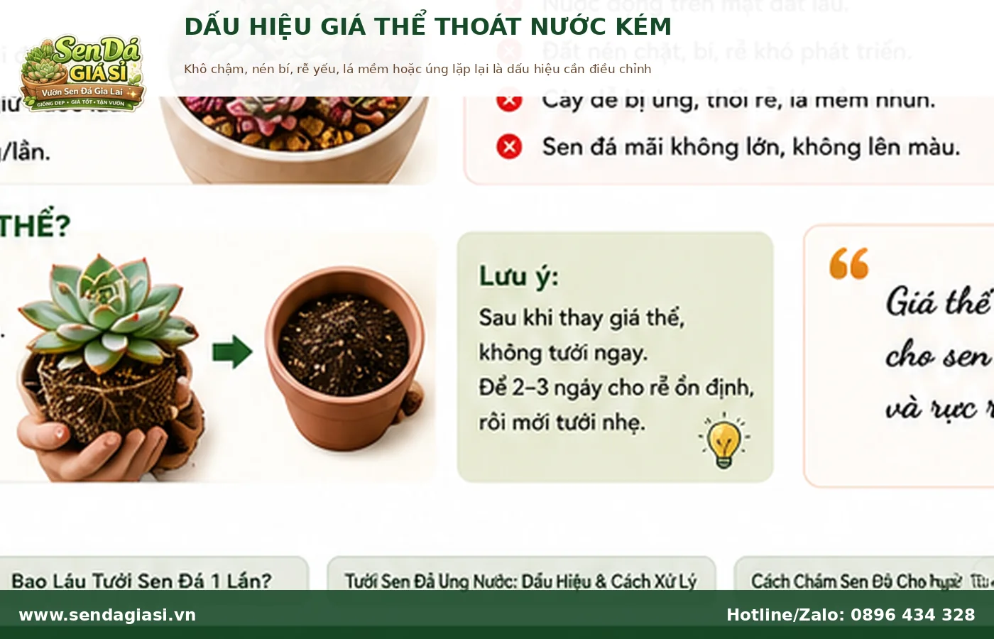 Dấu hiệu giá thể sen đá thoát nước kém làm rễ yếu và dễ úng