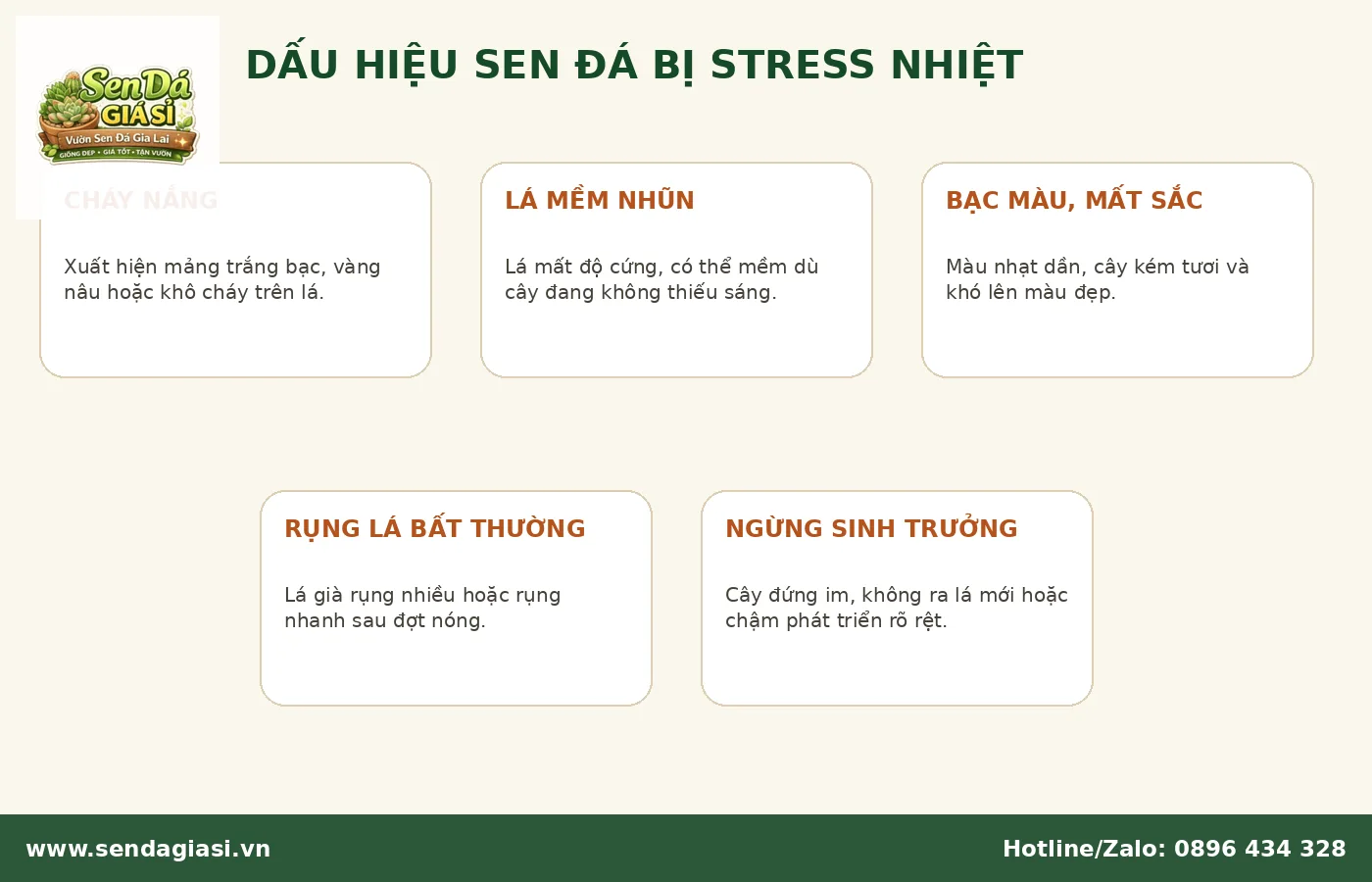 Dấu hiệu sen đá bị stress nhiệt trong mùa nắng nóng