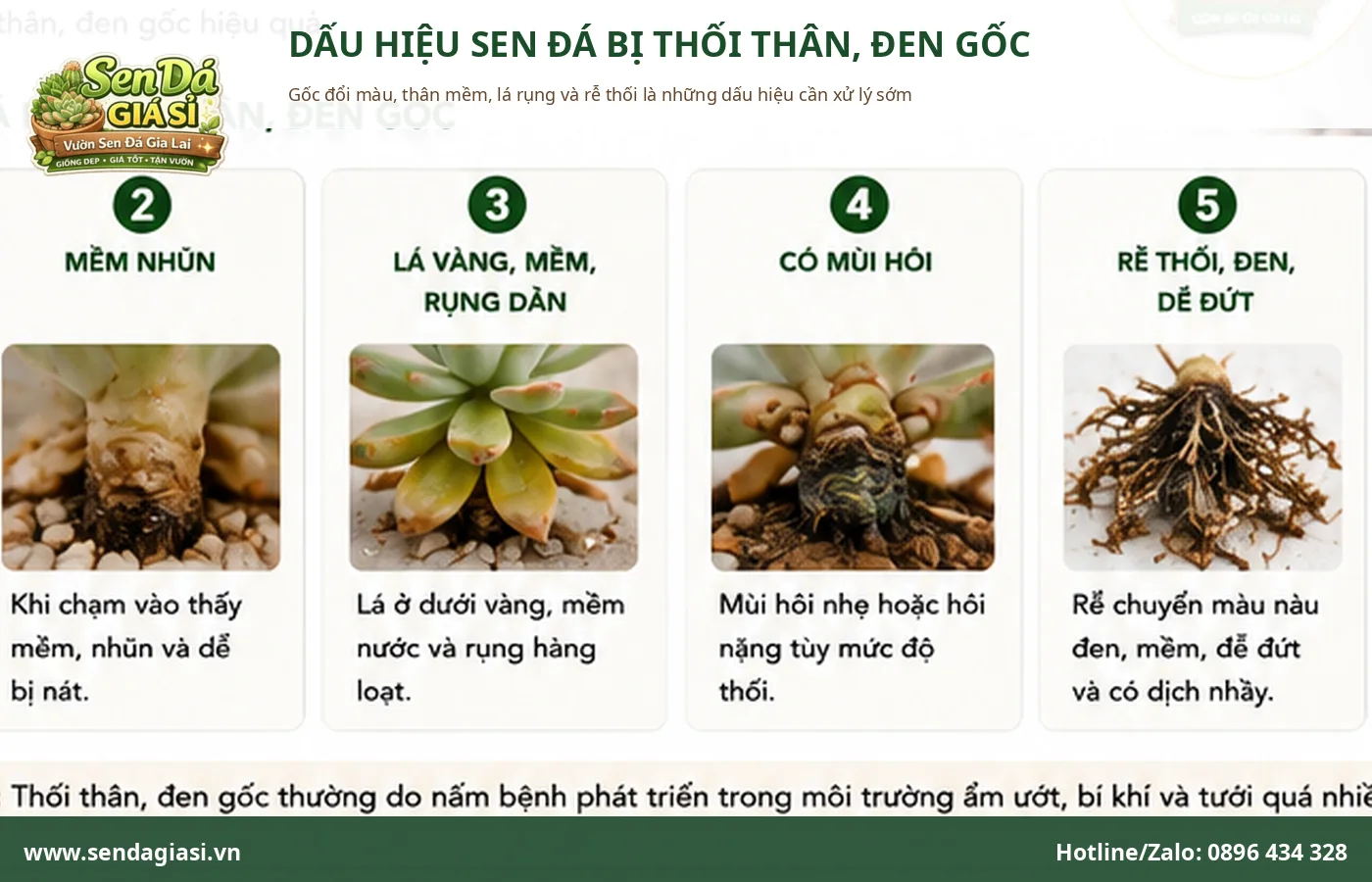 Dấu hiệu sen đá bị thối thân đen gốc với thân mềm và rễ thối