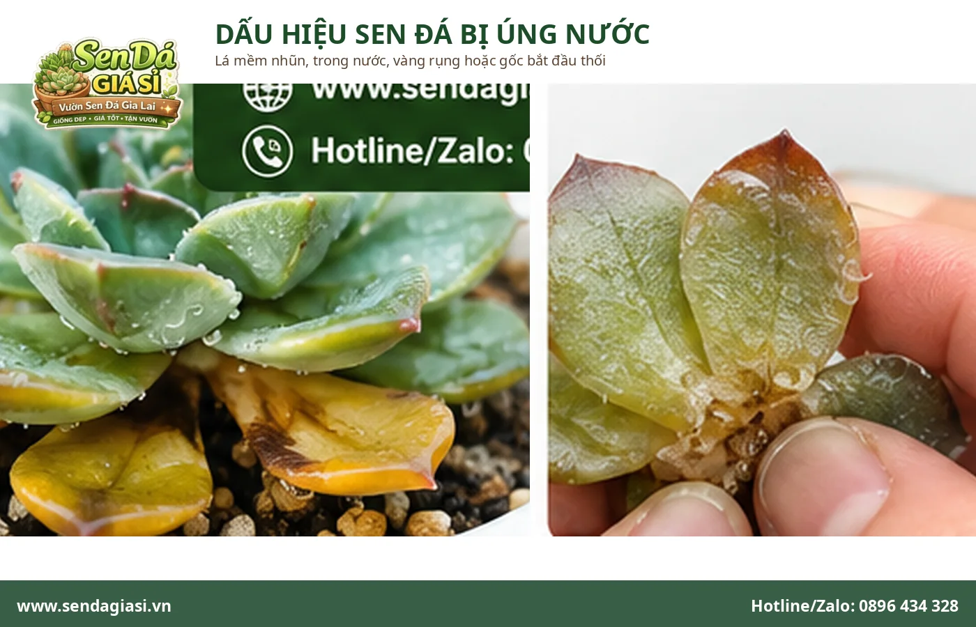 Dấu hiệu sen đá bị úng nước với lá mềm nhũn trong nước và vàng rụng