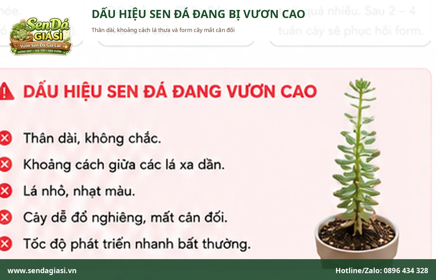Dấu hiệu sen đá bị vươn cao với thân dài và khoảng cách lá thưa