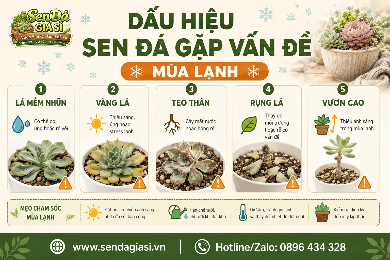 Dấu hiệu sen đá gặp vấn đề trong mùa lạnh như mềm lá vàng lá teo thân rụng lá