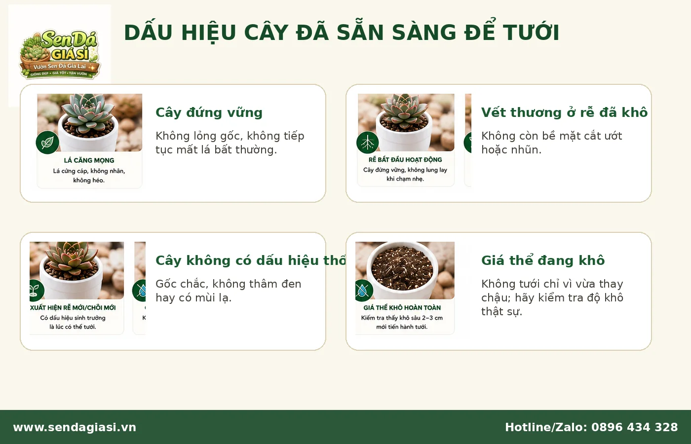 Dấu hiệu sen đá đã sẵn sàng để tưới nước sau khi thay chậu