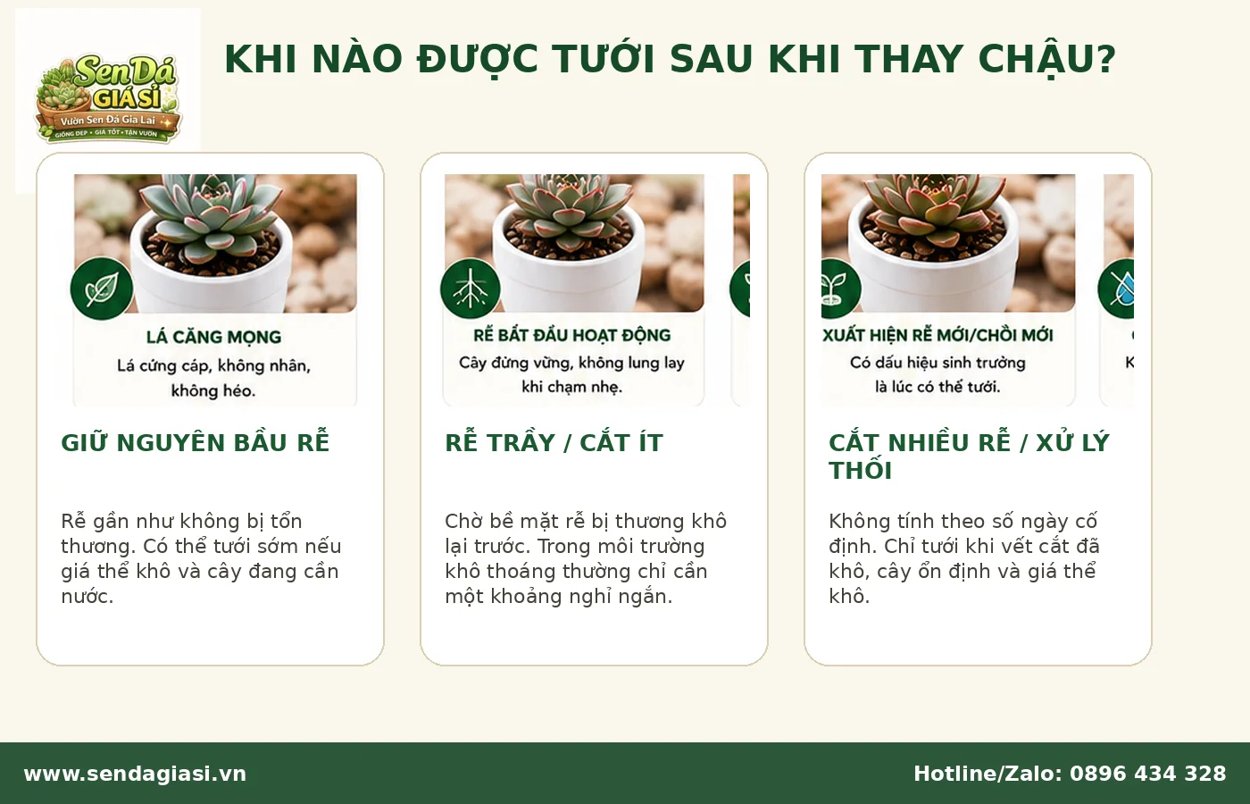 Khi nào được tưới sen đá sau khi thay chậu theo mức độ tổn thương của rễ